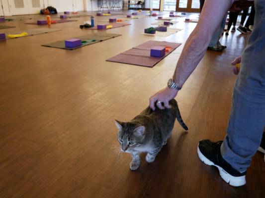 person petting a cat with the room set up for pilates in the background