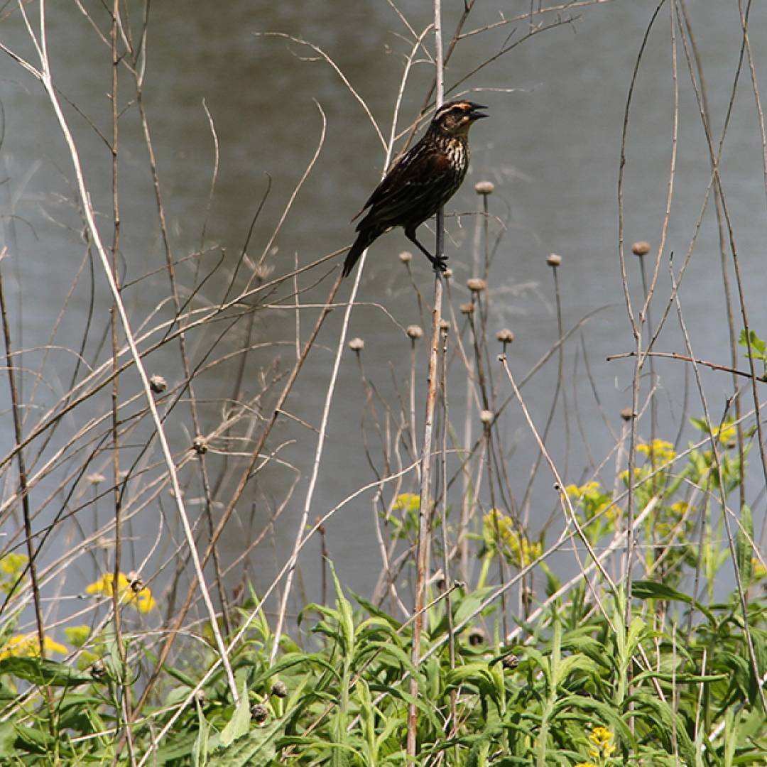 Dean Nature Sanctuary