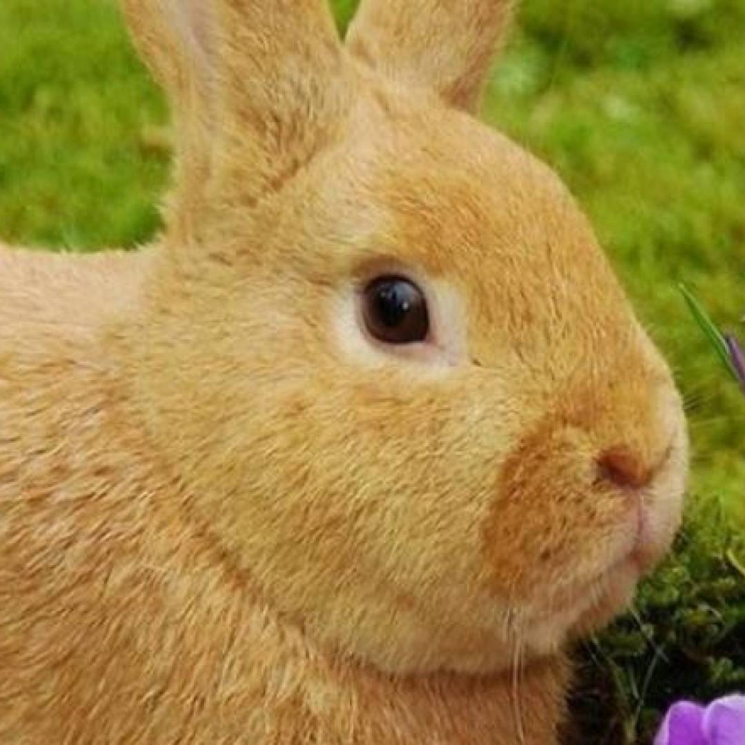 Bunny Basket Deliveries